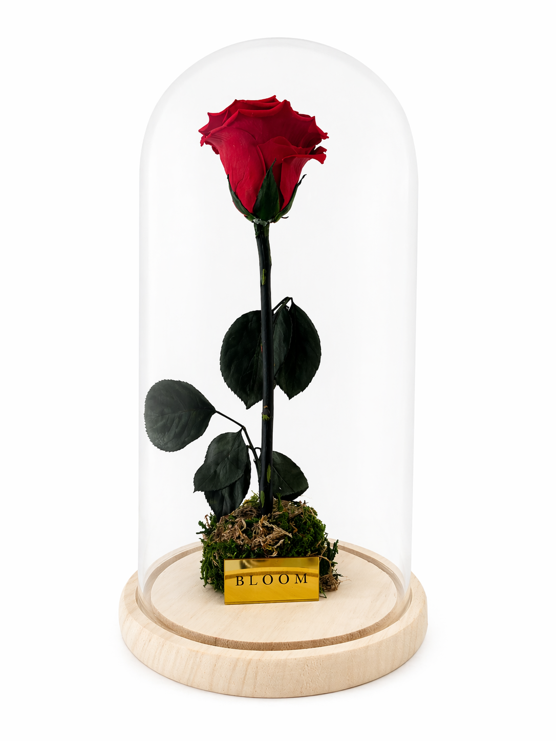 Preserved Red Rose Tall Glass Dome