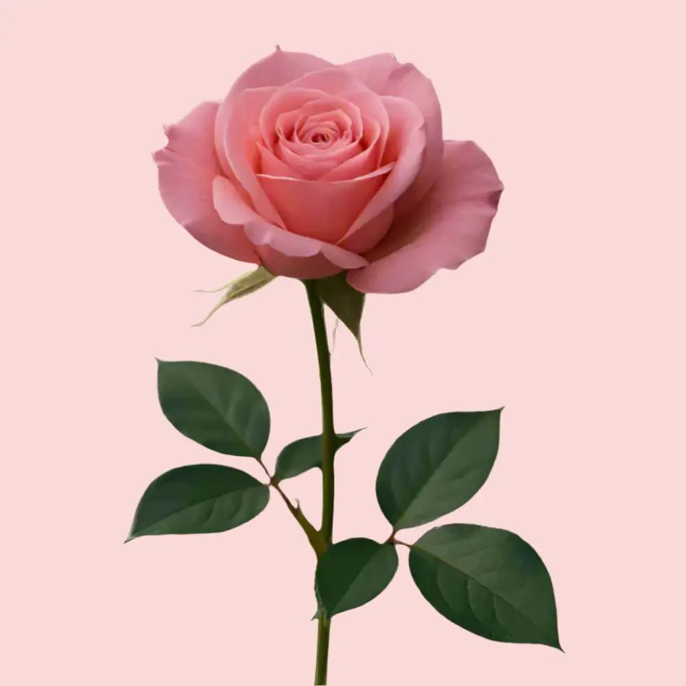 Blushing Pink Roses - Bloom Fleurs & Cadeaux