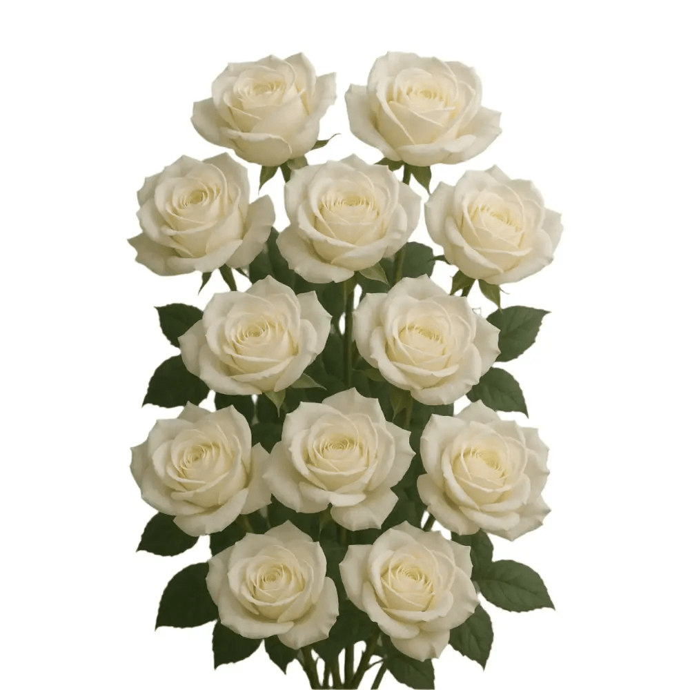 Classic White Roses - Bloom Fleurs & Cadeaux
