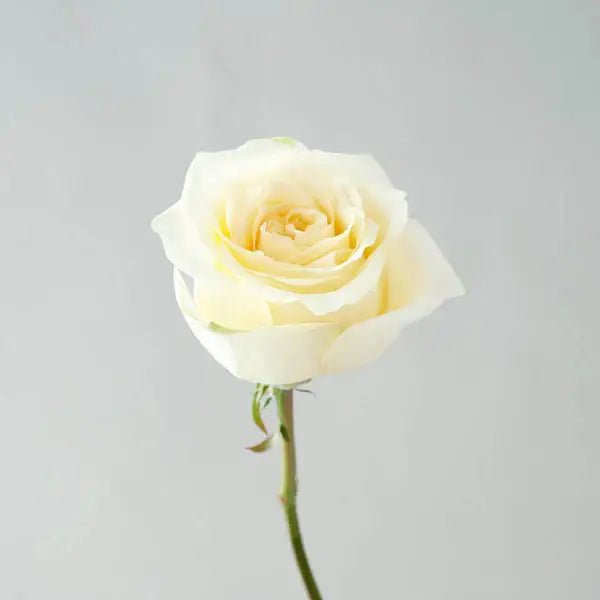 Classic White Roses - Bloom Fleurs & Cadeaux