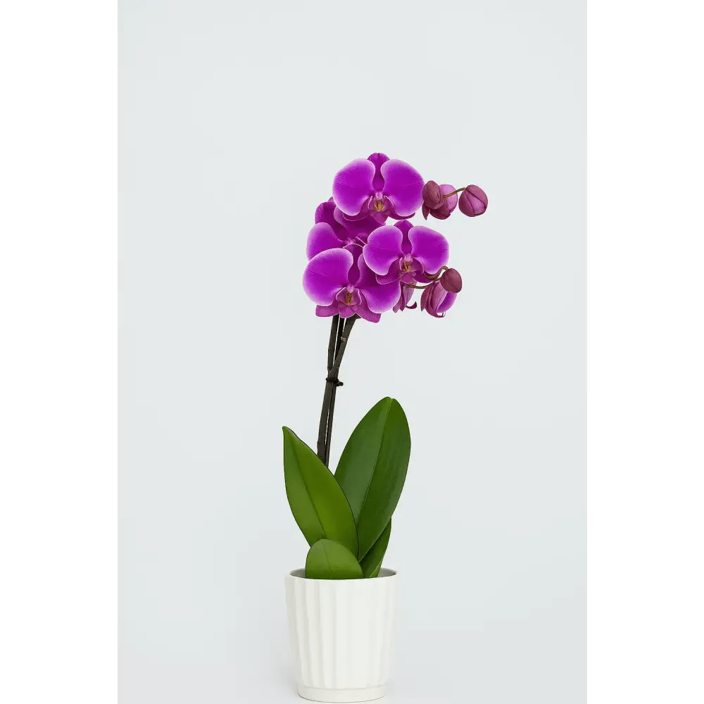 Elegant Double - Stem Orchid in Ceramic Pot - Bloom Fleurs & Cadeaux