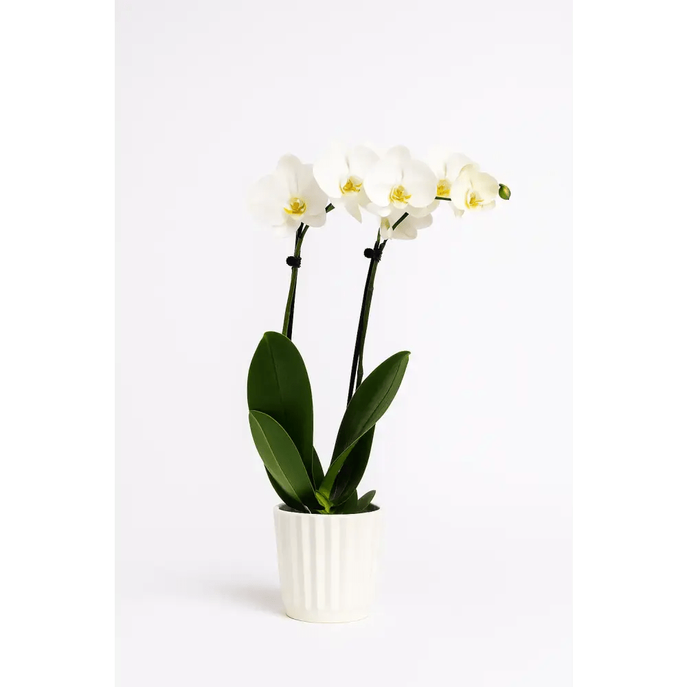 Elegant Double - Stem Orchid in Ceramic Pot - Bloom Fleurs & Cadeaux