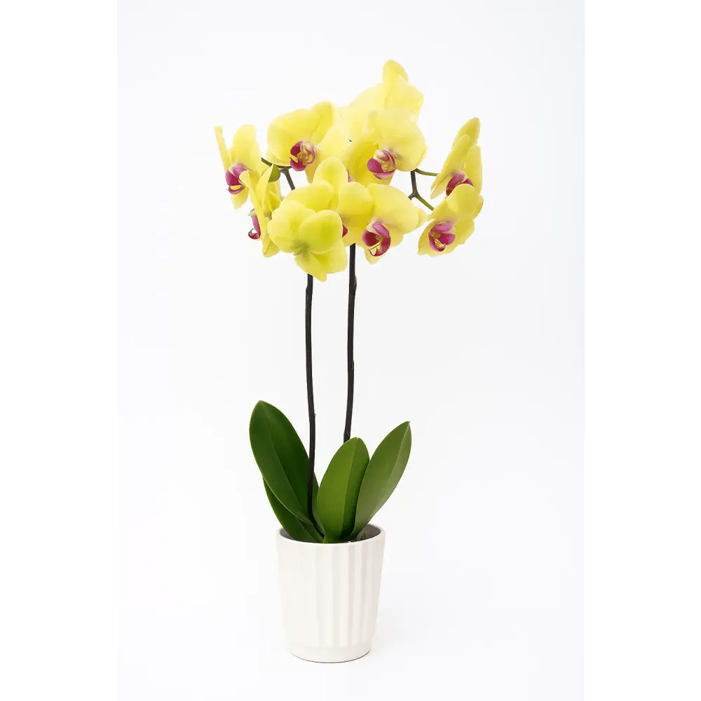 Elegant Double - Stem Orchid in Ceramic Pot - Bloom Fleurs & Cadeaux