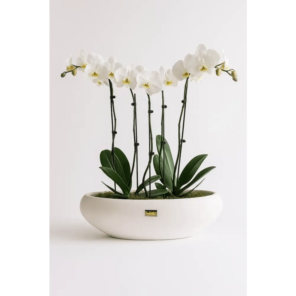 Elegant White Orchid Garden in Curved Ceramic Bowl – 2ft Display - Bloom Fleurs & Cadeaux