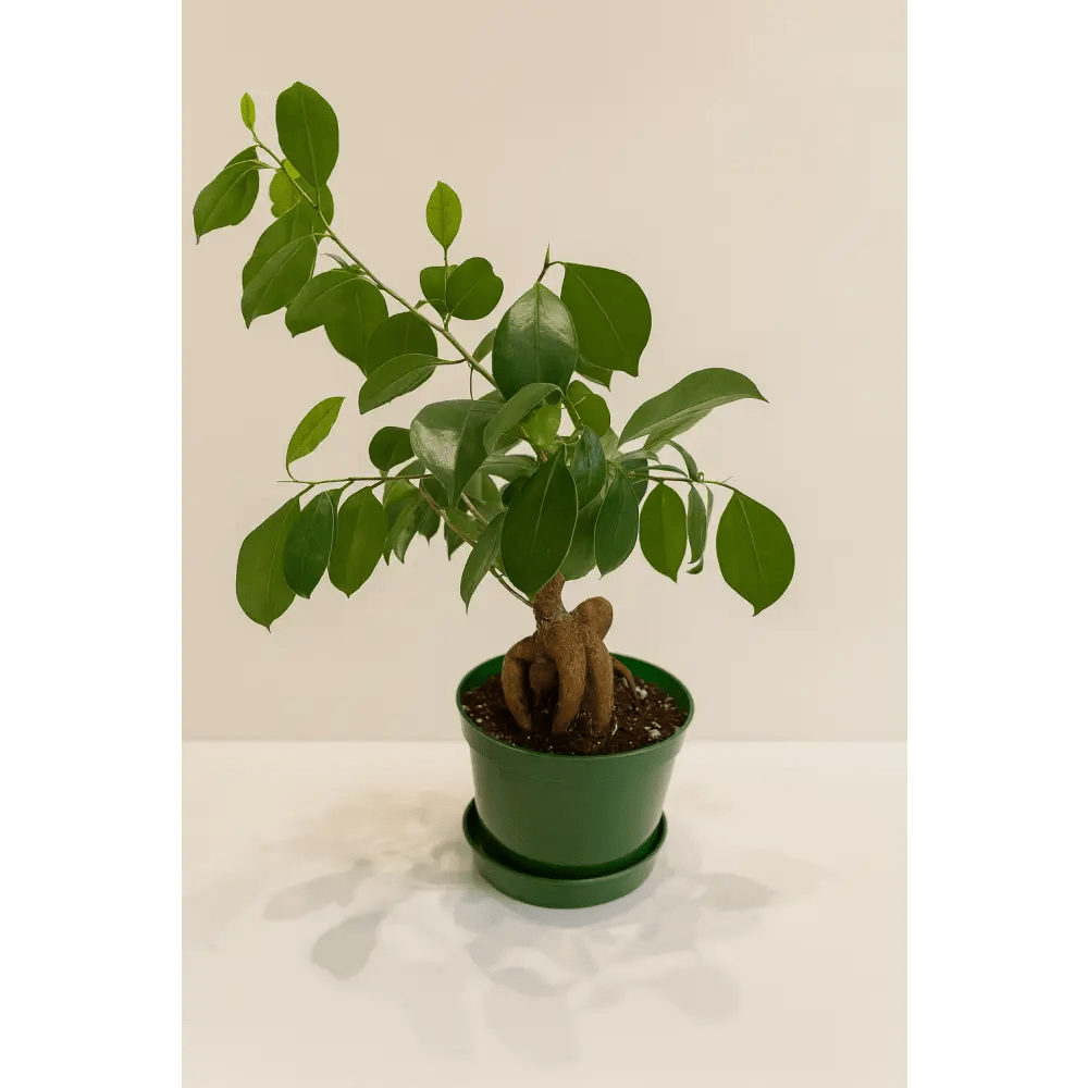 Ficus Ginseng Bonsai in Pot - Bloom Fleurs & Cadeaux