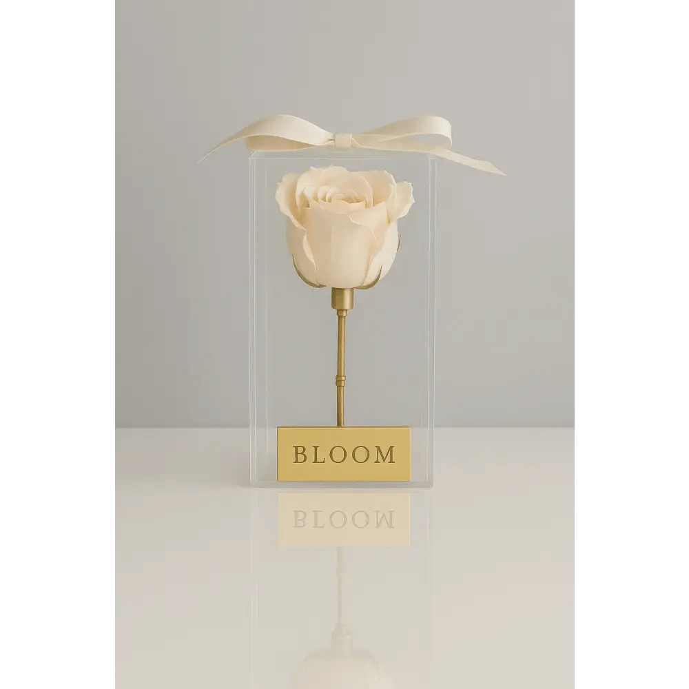 Ivory Preserved Rose Acrylic Box - Bloom Fleurs & Cadeaux