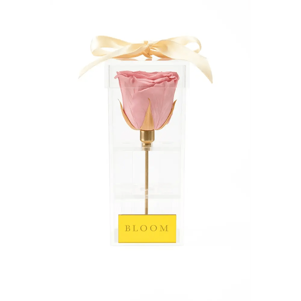 Pink Preserved Rose Acrylic Box - Bloom Fleurs & Cadeaux