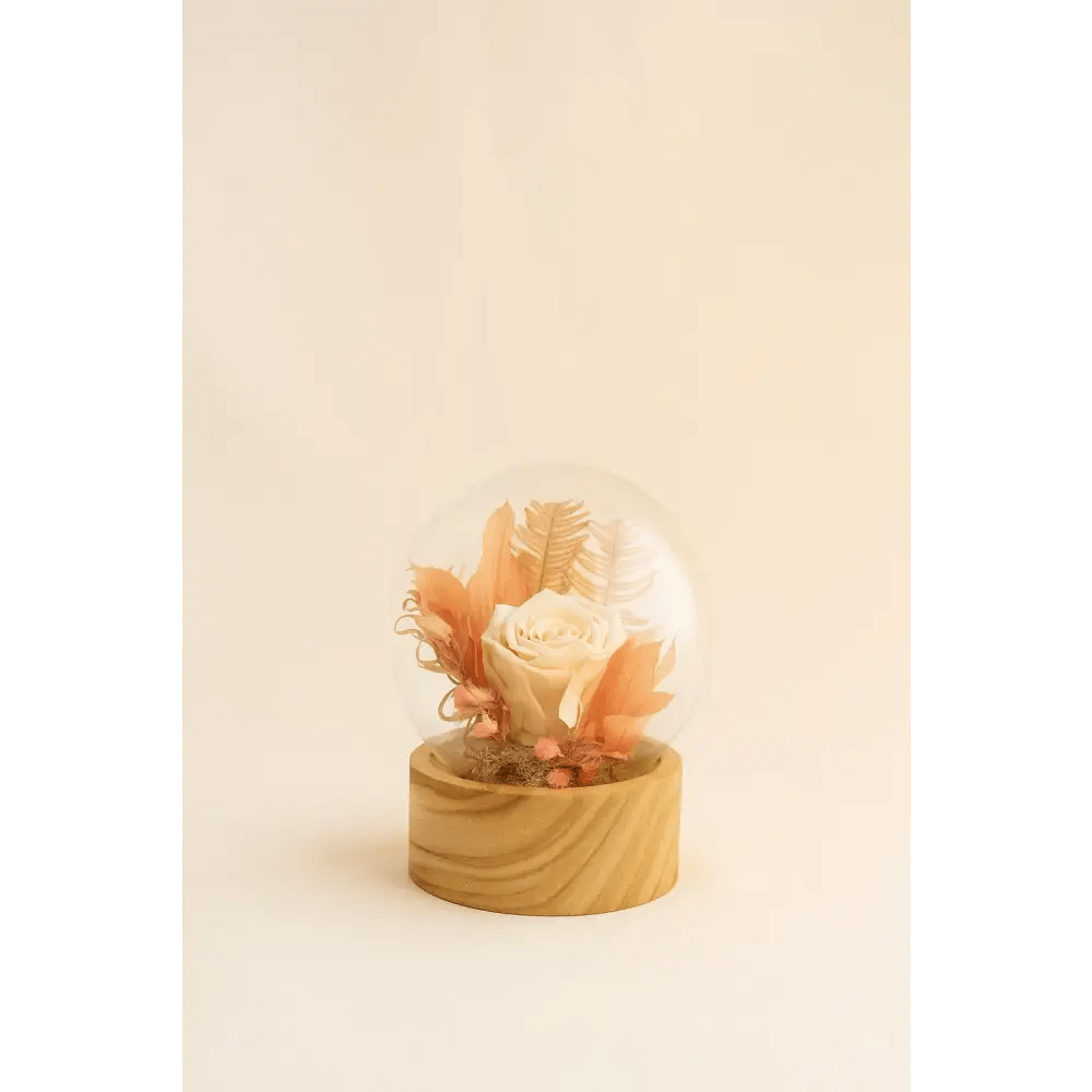 Preserved Cream Rose - Bloom Fleurs & Cadeaux