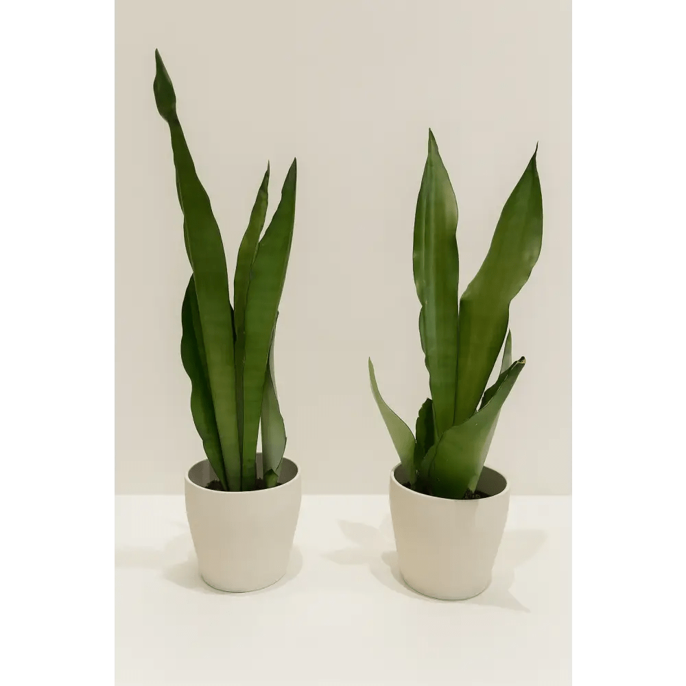 Snake Plant in White Ceramic Pot - Bloom Fleurs & Cadeaux