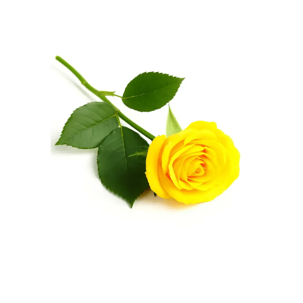 Sunshine Yellow Roses - Bloom Fleurs & Cadeaux