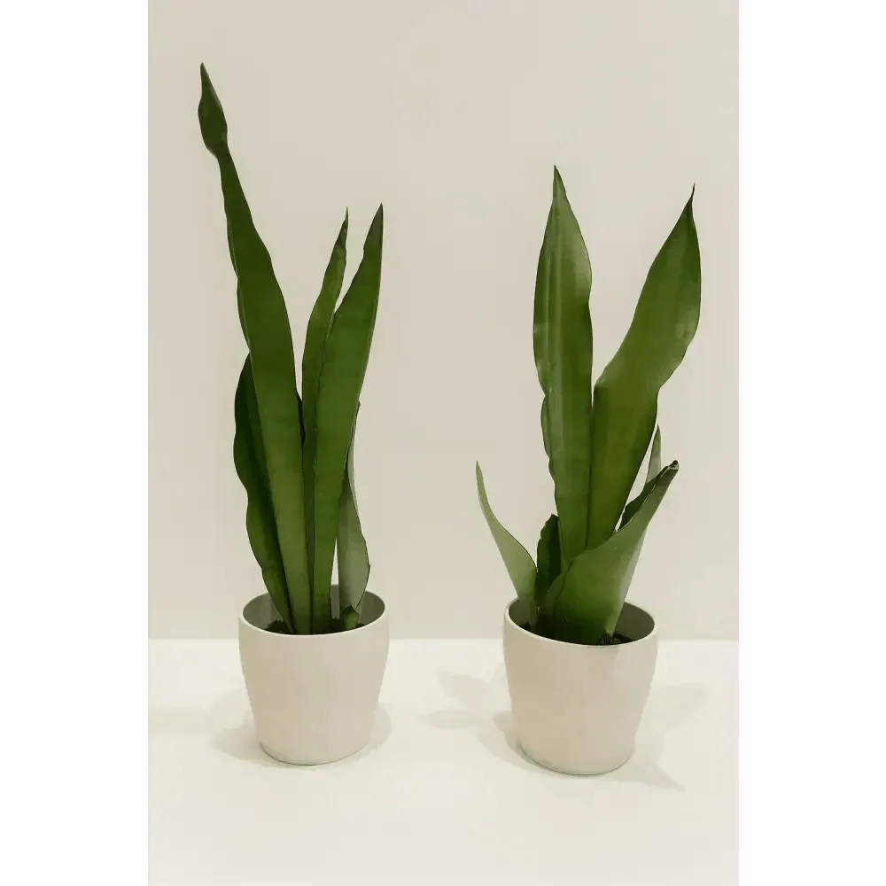 7 Best Indoor Plants That Help Clean the Air in Your Home - Bloom Fleurs & Cadeaux