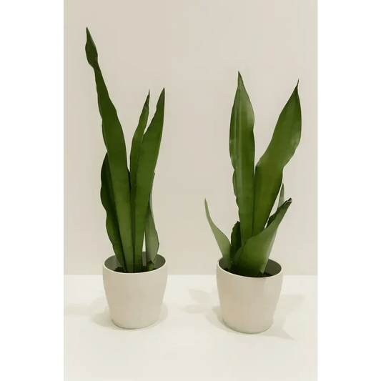 7 Best Indoor Plants That Help Clean the Air in Your Home - Bloom Fleurs & Cadeaux