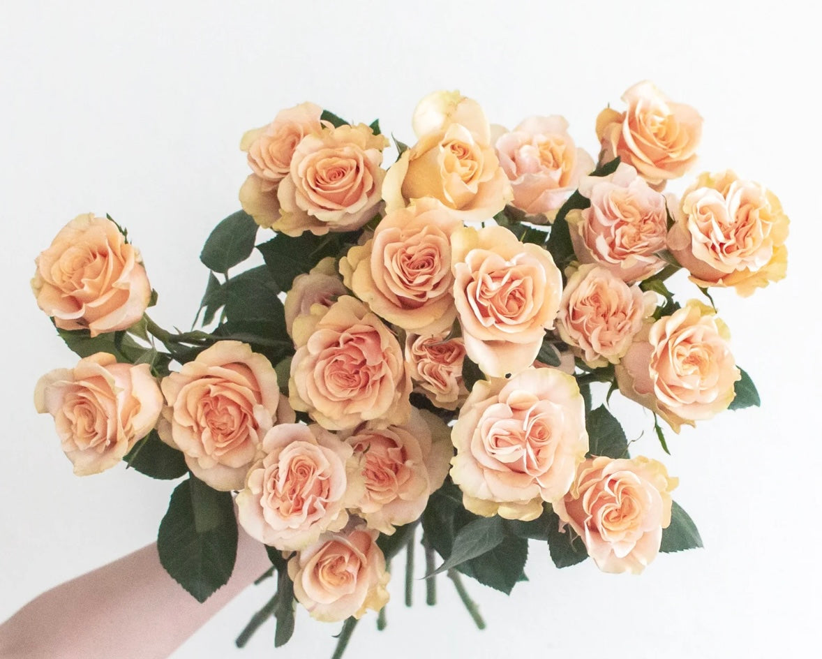Garden Rose Peach Phoenix Wrapped Bouquet