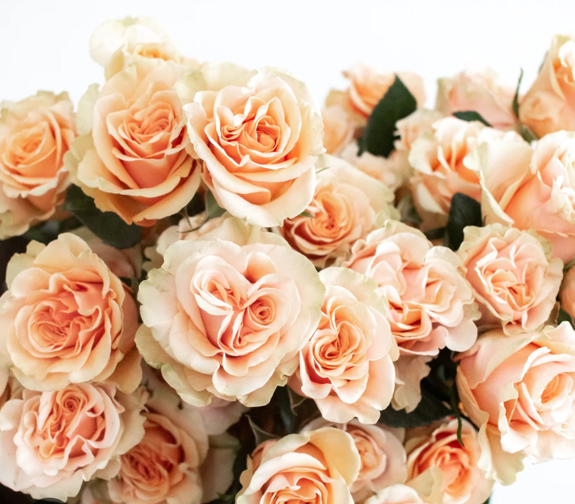 Garden Rose Peach Phoenix Wrapped Bouquet