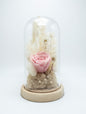 Preserved Pink Rose Glass Dome