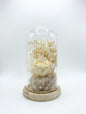 Preserved Ivory Rose & Baby’s Breath Glass Dome