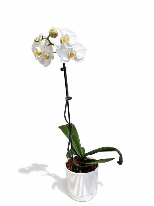 Large White Single Stem Orchid