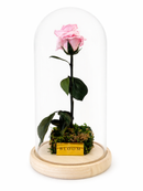 Preserved Pink Rose Tall Glass Dome