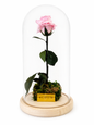 Preserved Pink Rose Tall Glass Dome