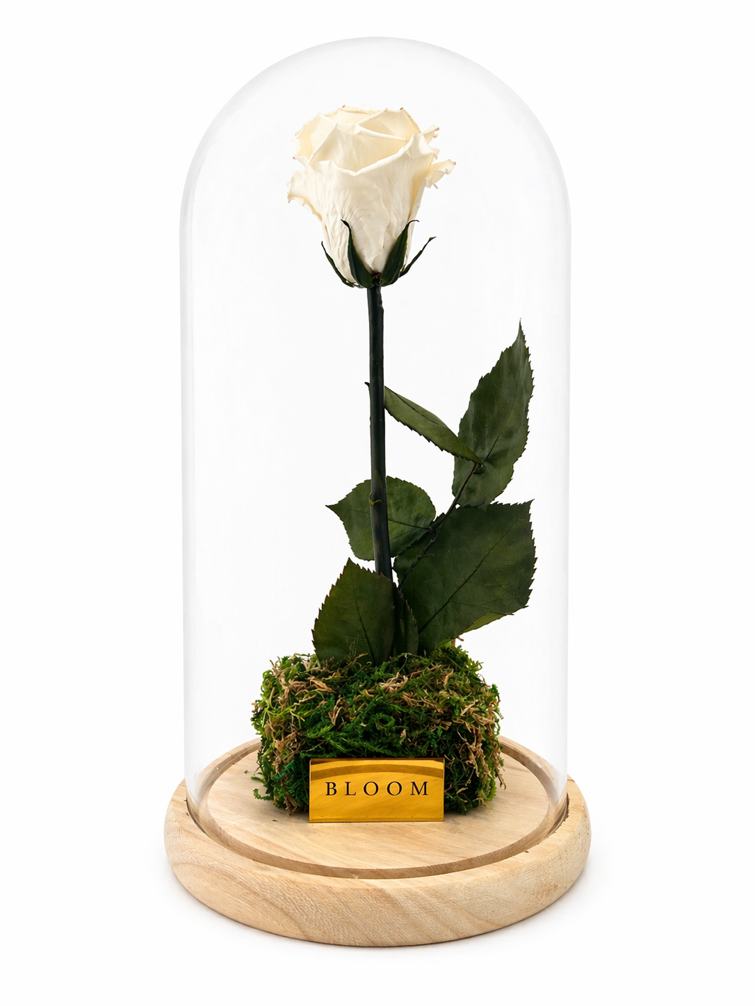 Preserved White Rose Tall Glass Dome