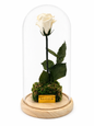 Preserved White Rose Tall Glass Dome