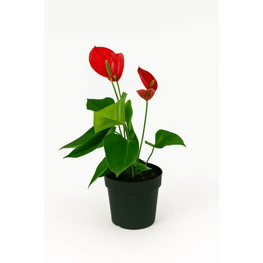 Anthurium Plant in 8" Pot – Red Bloom Elegance - Bloom Fleurs & Cadeaux