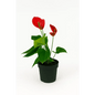 Anthurium Plant in 8" Pot – Red Bloom Elegance - Bloom Fleurs & Cadeaux
