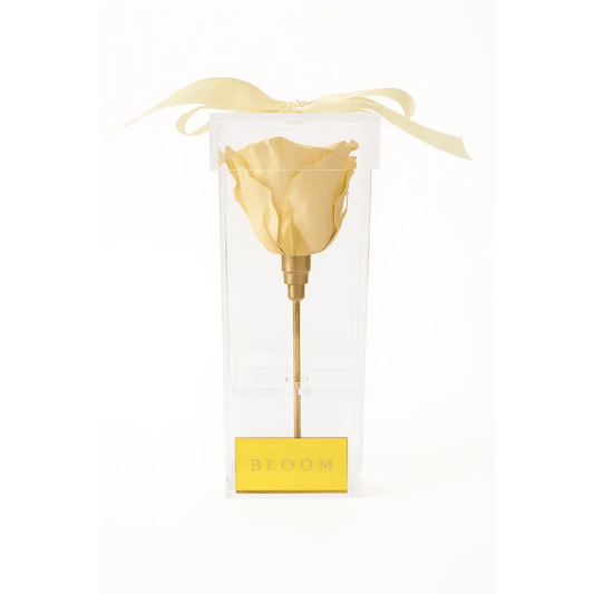 Champagne Preserved Rose Acrylic Box - Bloom Fleurs & Cadeaux