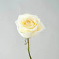 Classic White Roses - Bloom Fleurs & Cadeaux