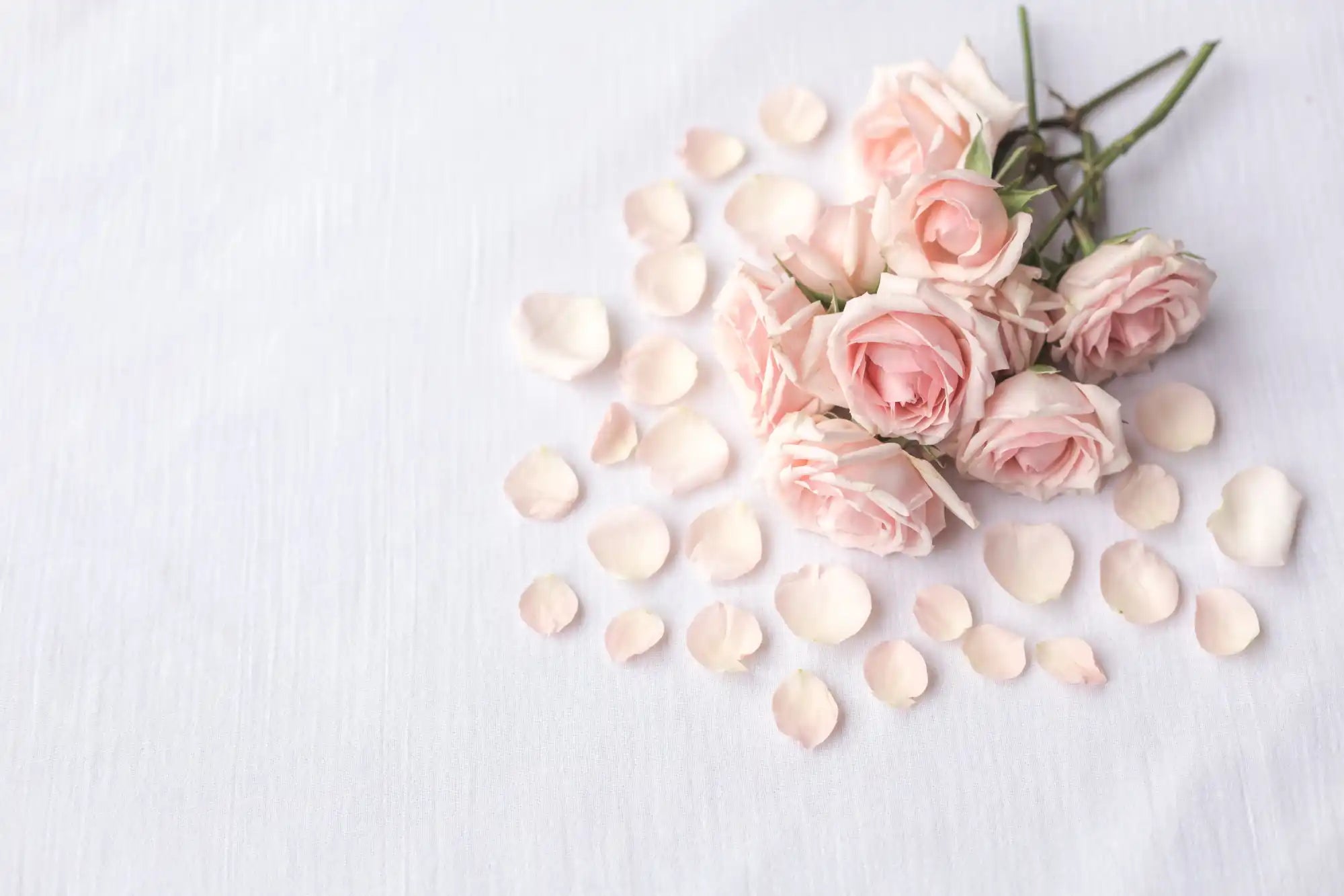 A cluster of light pink roses with scattered petals.