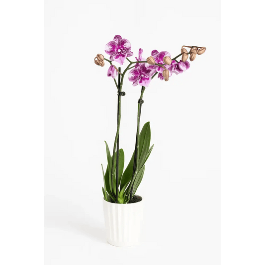 Elegant Double - Stem Orchid in Ceramic Pot - Bloom Fleurs & Cadeaux