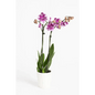 Elegant Double - Stem Orchid in Ceramic Pot - Bloom Fleurs & Cadeaux