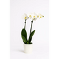 Elegant Double - Stem Orchid in Ceramic Pot - Bloom Fleurs & Cadeaux