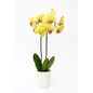 Elegant Double - Stem Orchid in Ceramic Pot - Bloom Fleurs & Cadeaux