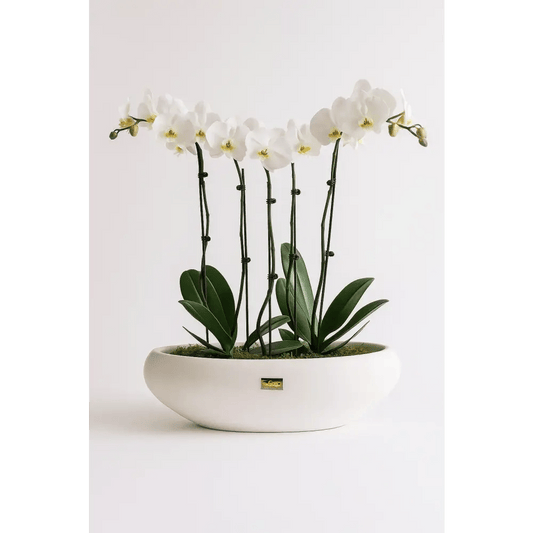 Elegant White Orchid Garden in Curved Ceramic Bowl – 2ft Display - Bloom Fleurs & Cadeaux