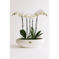 Elegant White Orchid Garden in Curved Ceramic Bowl – 2ft Display - Bloom Fleurs & Cadeaux