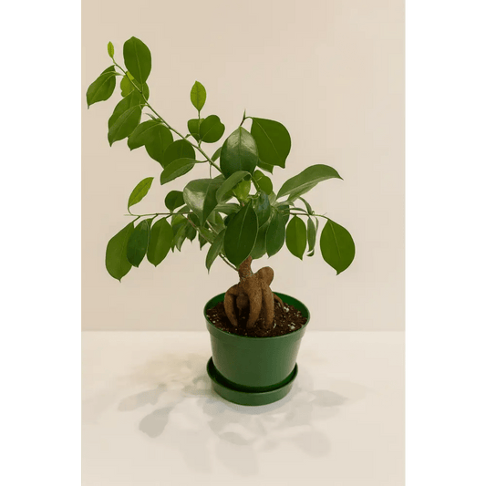 Ficus Ginseng Bonsai in Pot - Bloom Fleurs & Cadeaux