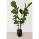 Ficus Lyrata Bush in Pot - Bloom Fleurs & Cadeaux