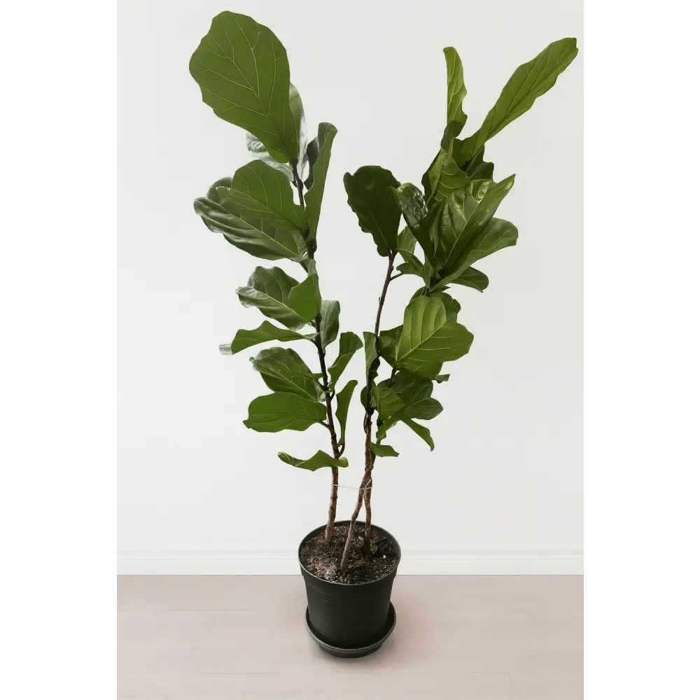 Ficus Lyrata Bush in Pot - Bloom Fleurs & Cadeaux