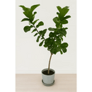 Ficus Stem Plant - Bloom Fleurs & Cadeaux