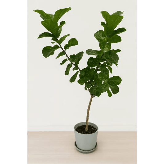 Ficus Stem Plant - Bloom Fleurs & Cadeaux