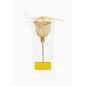 Ivory & Gold Preserved Trim Rose Acrylic Box - Bloom Fleurs & Cadeaux