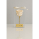 Ivory Preserved Rose Acrylic Box - Bloom Fleurs & Cadeaux