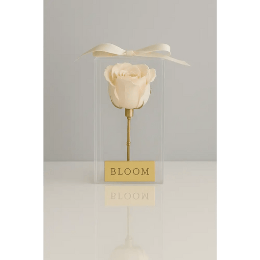Ivory Preserved Rose Acrylic Box - Bloom Fleurs & Cadeaux