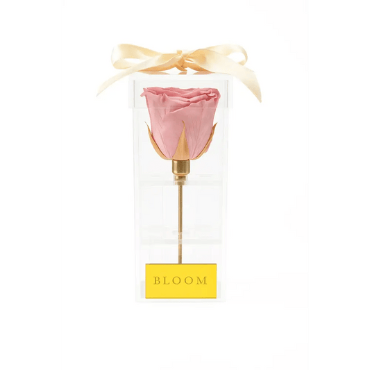 Pink Preserved Rose Acrylic Box - Bloom Fleurs & Cadeaux