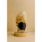 Preserved Black Rose Glass Dome - Bloom Fleurs & Cadeaux
