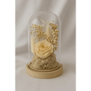 Preserved Champagne Rose Glass Dome - Bloom Fleurs & Cadeaux