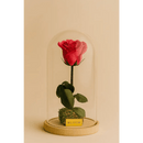 Preserved Coral Rose Tall Glass Dome - Bloom Fleurs & Cadeaux
