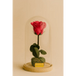 Preserved Coral Rose Tall Glass Dome - Bloom Fleurs & Cadeaux