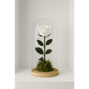 Preserved Ivory Rose Tall Glass Dome - Bloom Fleurs & Cadeaux